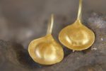 22k gold organic earrings//22k dome dangle//Gold dangle earrings//short dangle earrings//gold round earrings//botanic dangle earrings